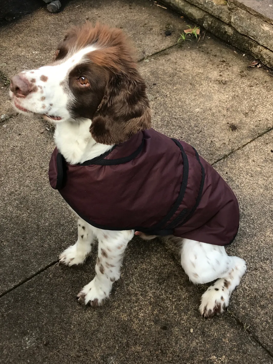 Dog Coat - Burgundy Wax